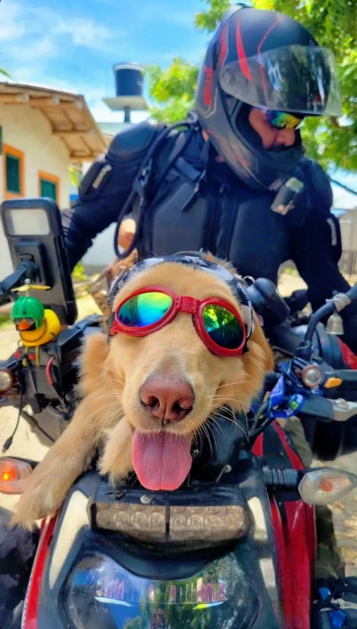 leah la golden viajera 03 Leah, la golden adoptada para rodar por Suramérica. La Revista De Motos