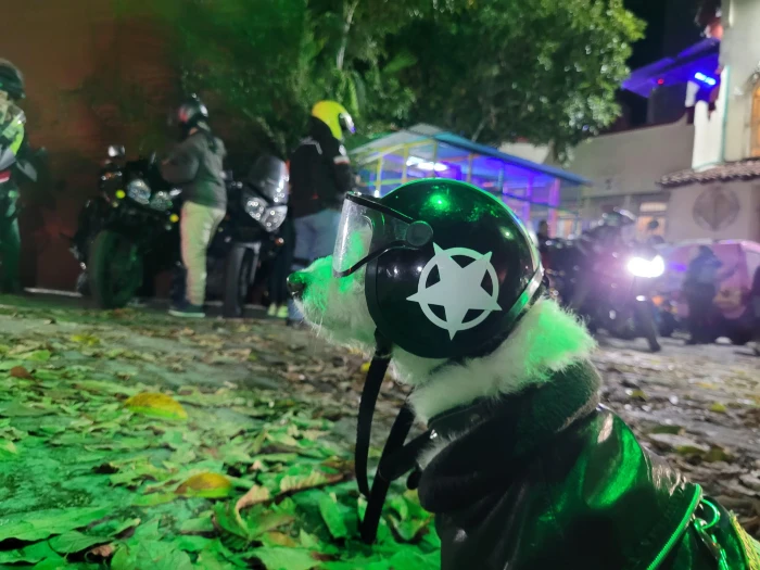 Maylo, un perrito viajero, posando de lado, con su casco motero puesto.