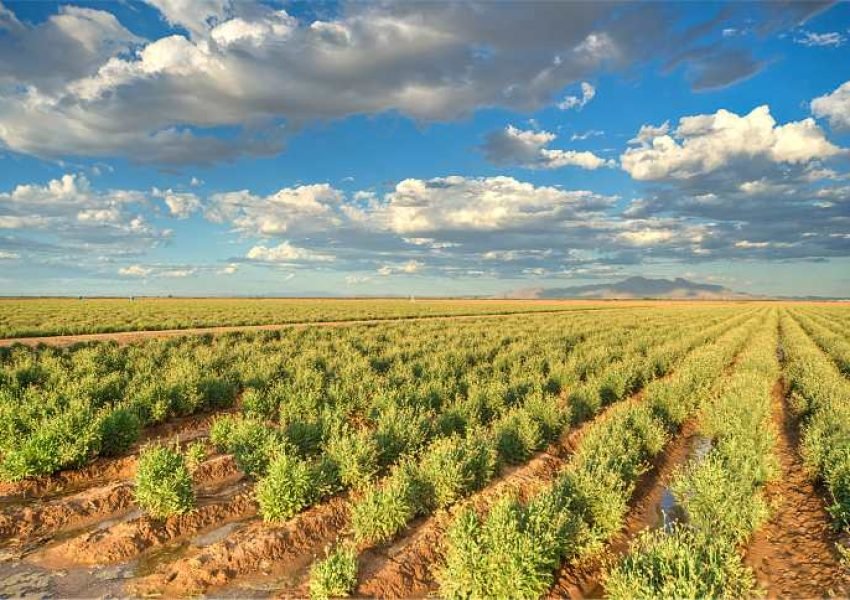Bridgestone guayule